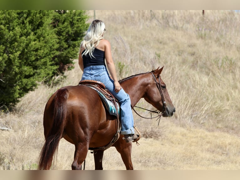 American Quarter Horse Wałach 9 lat Cisawa in Mineral Wells