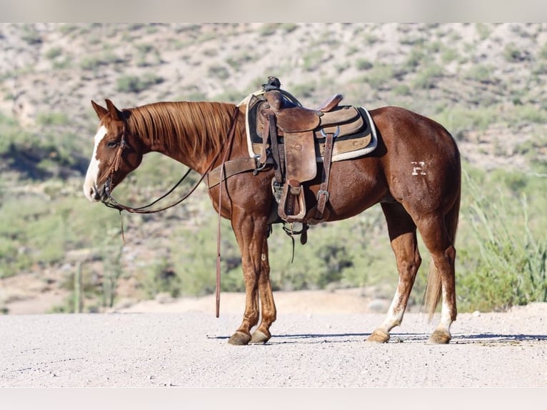 American Quarter Horse Wałach 9 lat Cisawa in Wickenburg