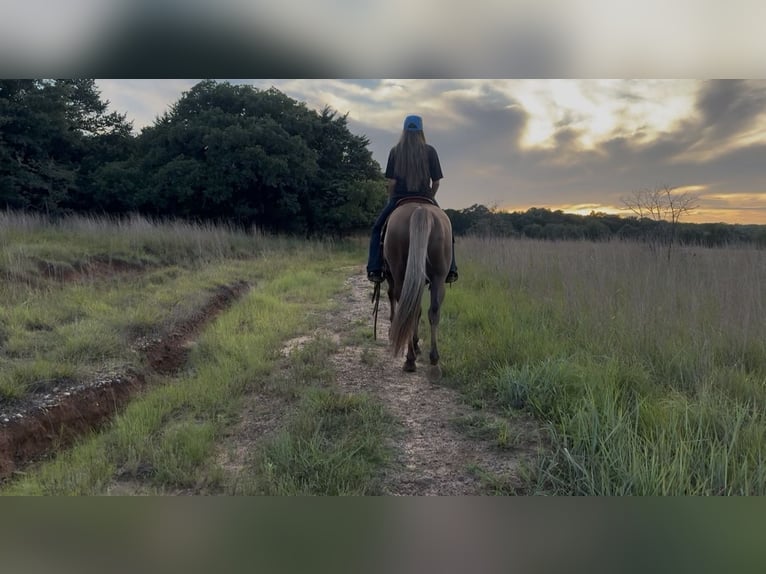 American Quarter Horse Wałach 9 lat Dunalino in Ponder