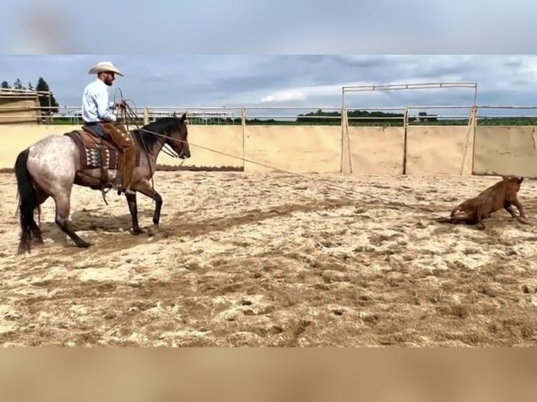 American Quarter Horse Wałach 9 lat Gniadodereszowata in Stephenville