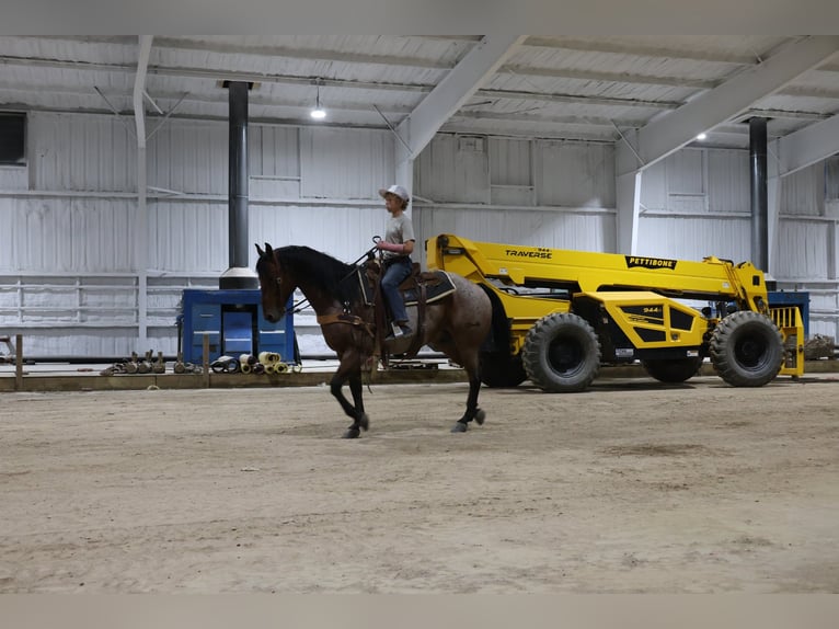 American Quarter Horse Wałach 9 lat Gniadodereszowata in Perkins