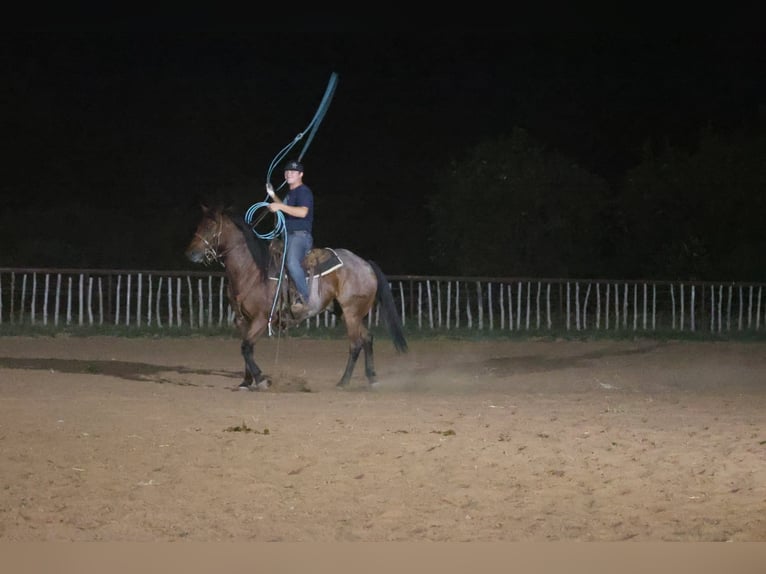 American Quarter Horse Wałach 9 lat Gniadodereszowata in Perkins