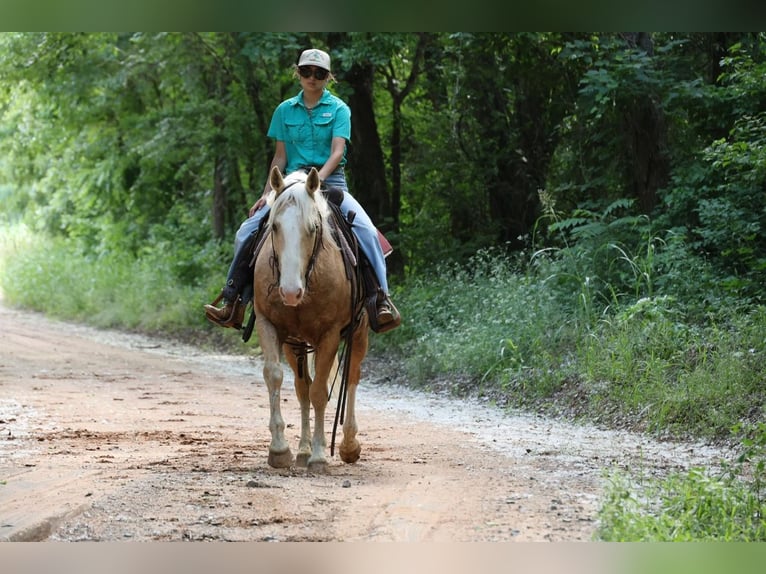 American Quarter Horse Wałach 9 lat Izabelowata in Ripley