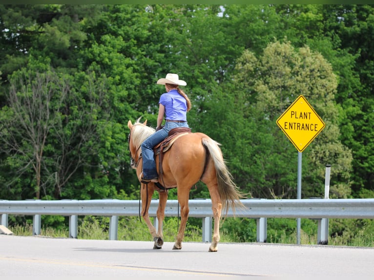 American Quarter Horse Wałach 9 lat Izabelowata in Clarion