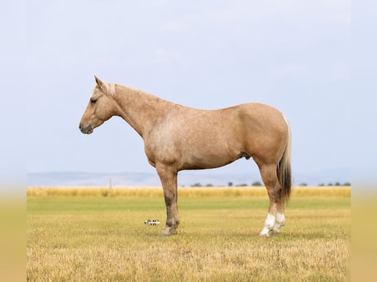 American Quarter Horse Wałach 9 lat Izabelowata in North Bloomfield