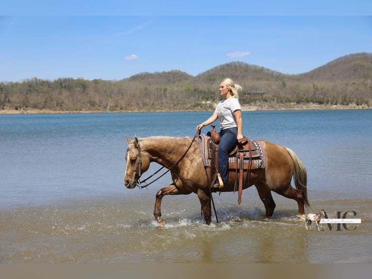American Quarter Horse Wałach 9 lat Izabelowata in North Bloomfield