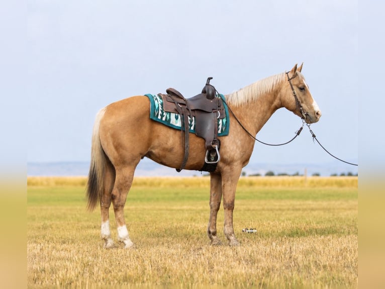 American Quarter Horse Wałach 9 lat Izabelowata in North Bloomfield