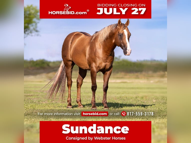 American Quarter Horse Wałach 9 lat Izabelowata in Ponder, TX