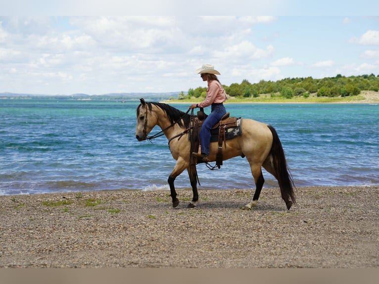 American Quarter Horse Wałach 9 lat Jelenia in Brandon