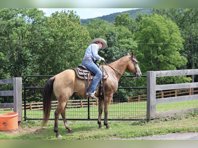 American Quarter Horse Wałach 9 lat Jelenia in Needmore