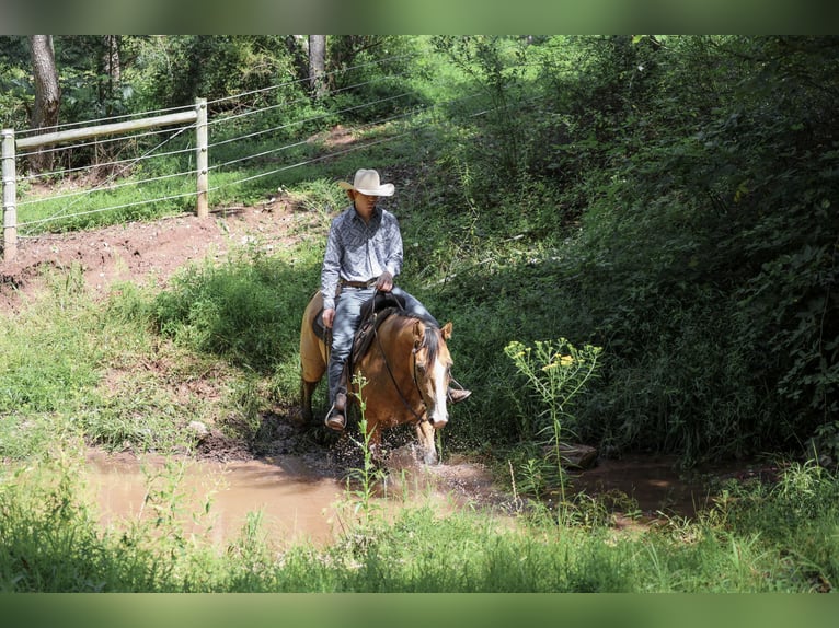 American Quarter Horse Wałach 9 lat Jelenia in Needmore