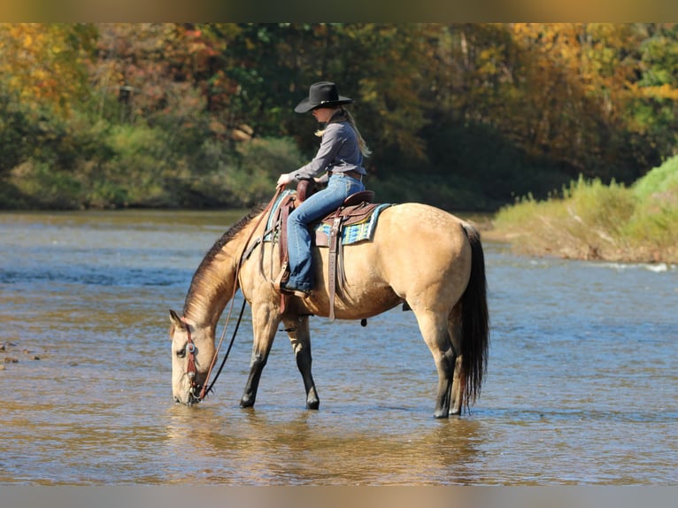 American Quarter Horse Wałach 9 lat Jelenia in Clarion