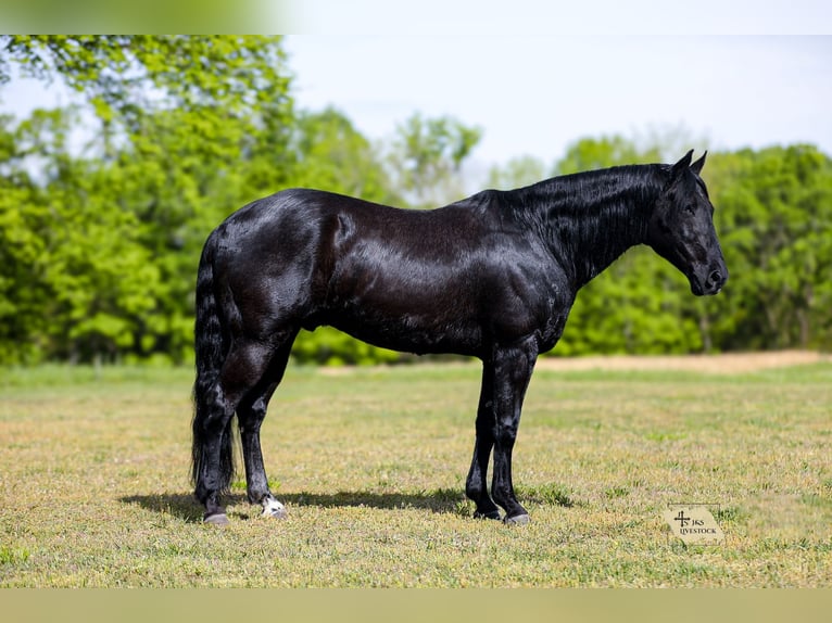 American Quarter Horse Wałach 9 lat Kara in Santa Fe