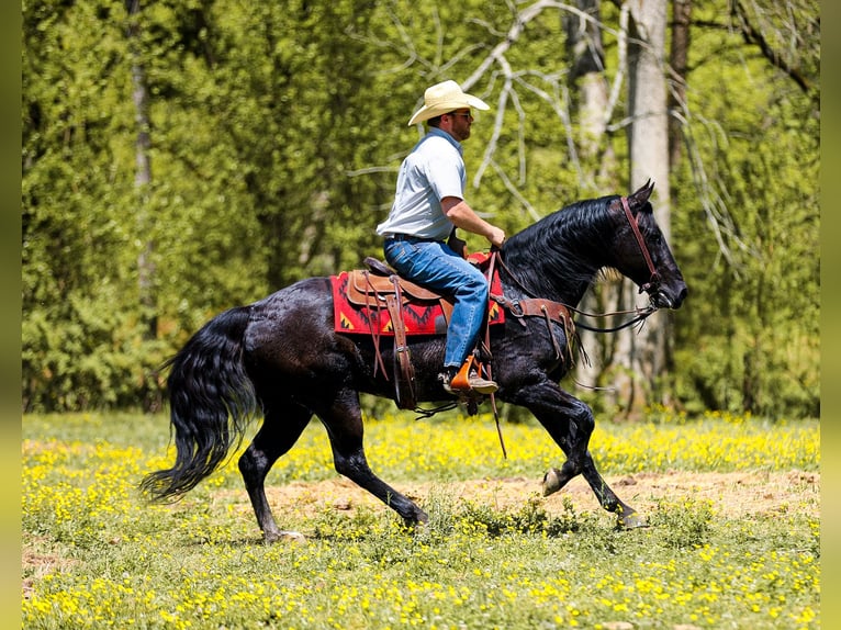American Quarter Horse Wałach 9 lat Kara in Santa Fe