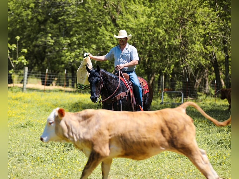American Quarter Horse Wałach 9 lat Kara in Santa Fe