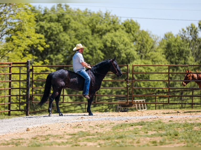 American Quarter Horse Wałach 9 lat Kara in Santa Fe