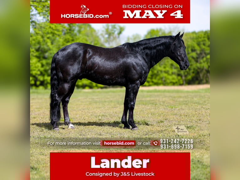 American Quarter Horse Wałach 9 lat Kara in Santa Fe