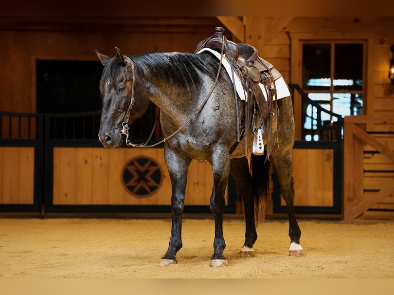 American Quarter Horse Wałach 9 lat Karodereszowata in Needmore