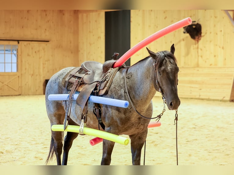 American Quarter Horse Wałach 9 lat Karodereszowata in Needmore