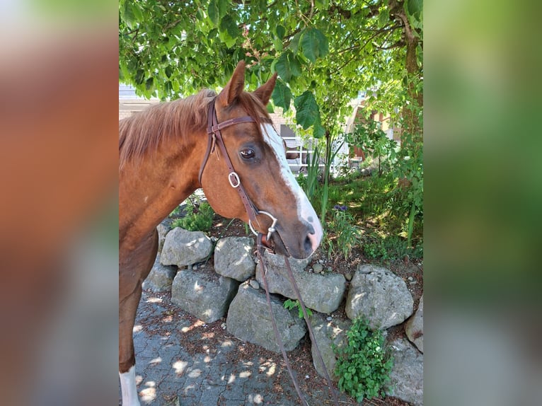 American Quarter Horse Wałach 9 lat Kasztanowata in Hosenruck