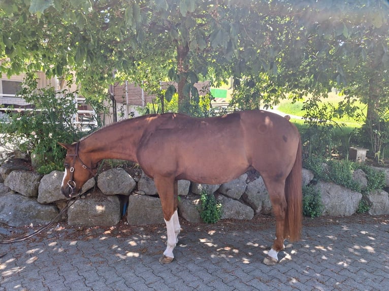 American Quarter Horse Wałach 9 lat Kasztanowata in Hosenruck