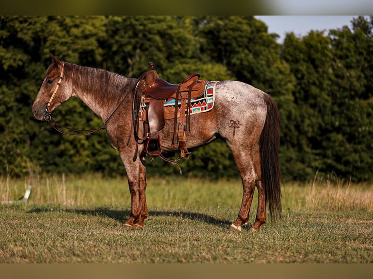 American Quarter Horse Wałach 9 lat Kasztanowatodereszowata in Santa Fe, TN