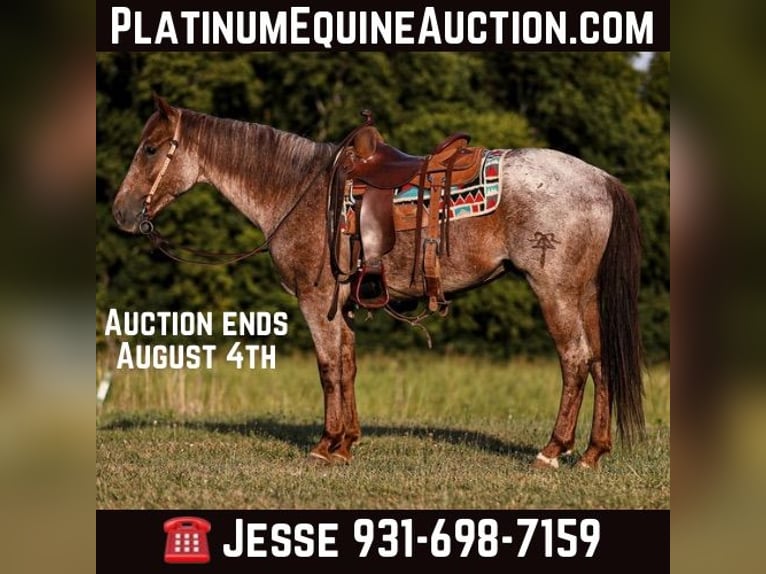 American Quarter Horse Wałach 9 lat Kasztanowatodereszowata in Santa Fe, TN