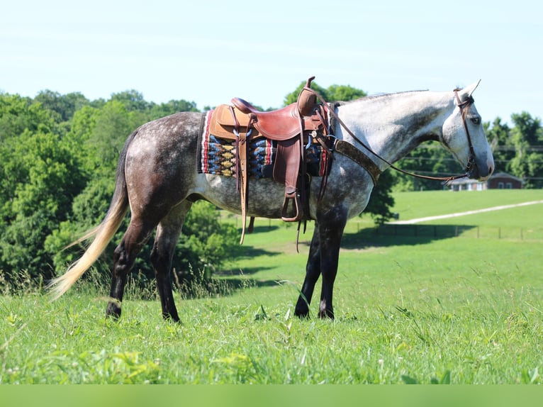 American Quarter Horse Wałach 9 lat Siwa jabłkowita in Priceville KY