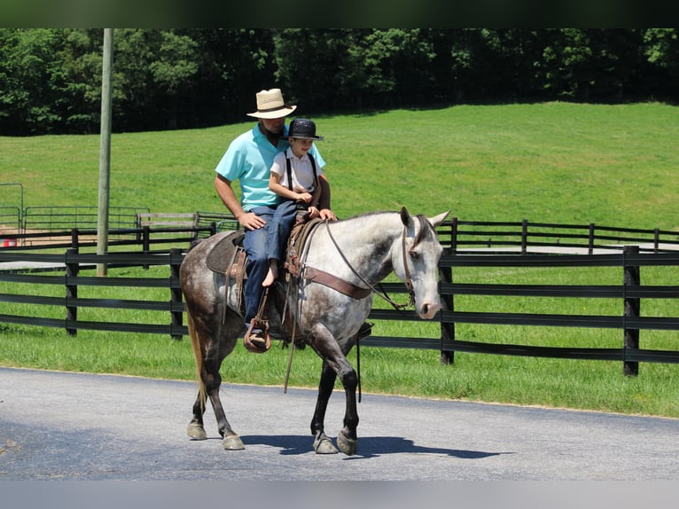American Quarter Horse Wałach 9 lat Siwa jabłkowita in Priceville KY