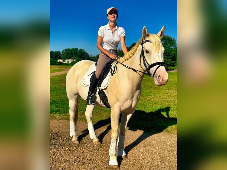 American Quarter Horse Wałach 9 lat Szampańska in Texarkana Tx