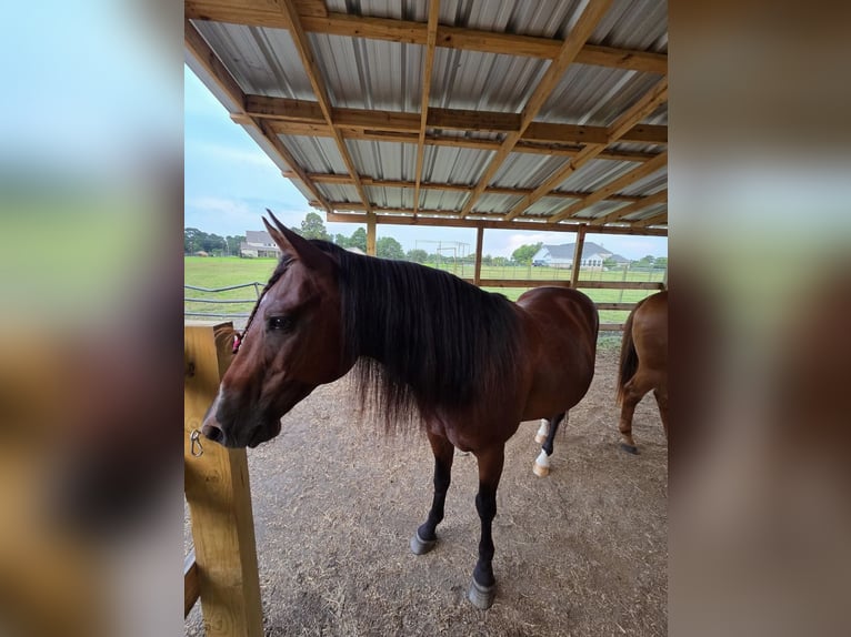 American Quarter Horse Mix Wałach 9 lat in Huntsville
