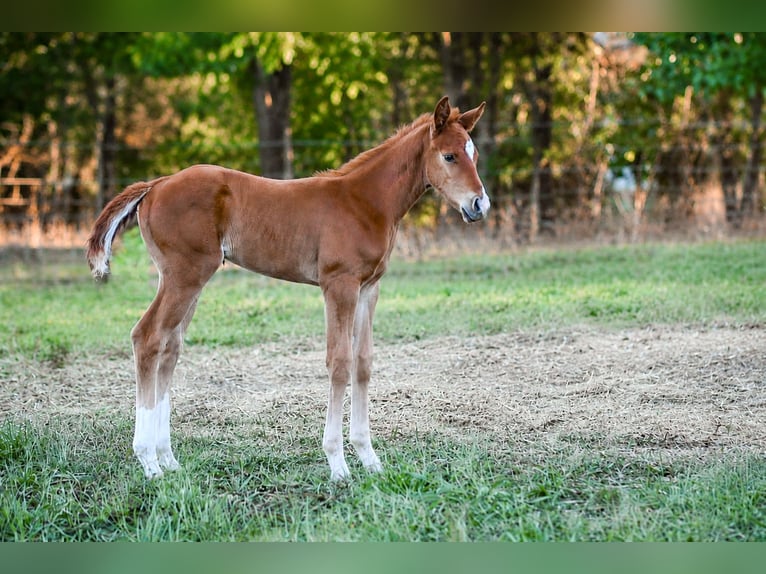 American Quarter Horse Wałach Źrebak (05/2026) Cisawa in Wildersville, atN