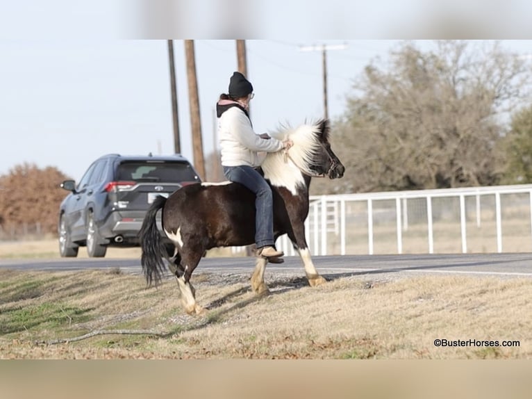 American Quarter Horse Wałach 10 lat 112 cm Tobiano wszelkich maści in Weatherford TX