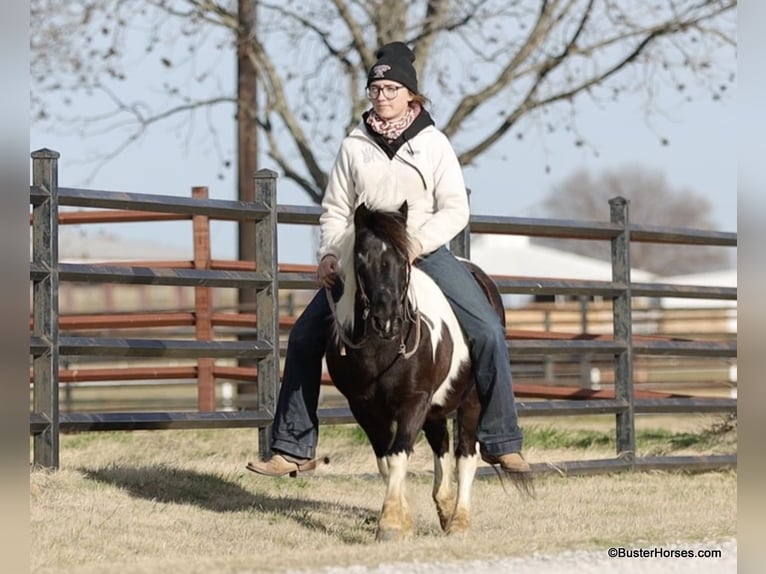 American Quarter Horse Wałach 10 lat 112 cm Tobiano wszelkich maści in Weatherford TX