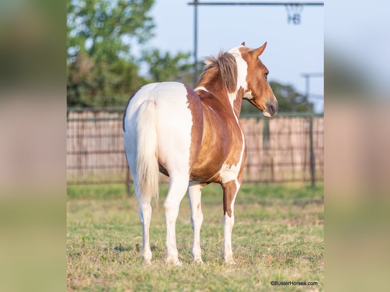 American Quarter Horse Wałach 10 lat 127 cm Tobiano wszelkich maści in Weatherford TX