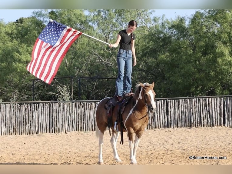 American Quarter Horse Wałach 10 lat 127 cm Tobiano wszelkich maści in Weatherford TX