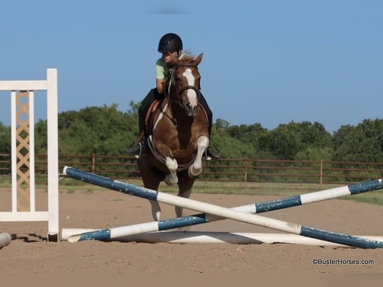 American Quarter Horse Wałach 10 lat 127 cm Tobiano wszelkich maści in Weatherford TX