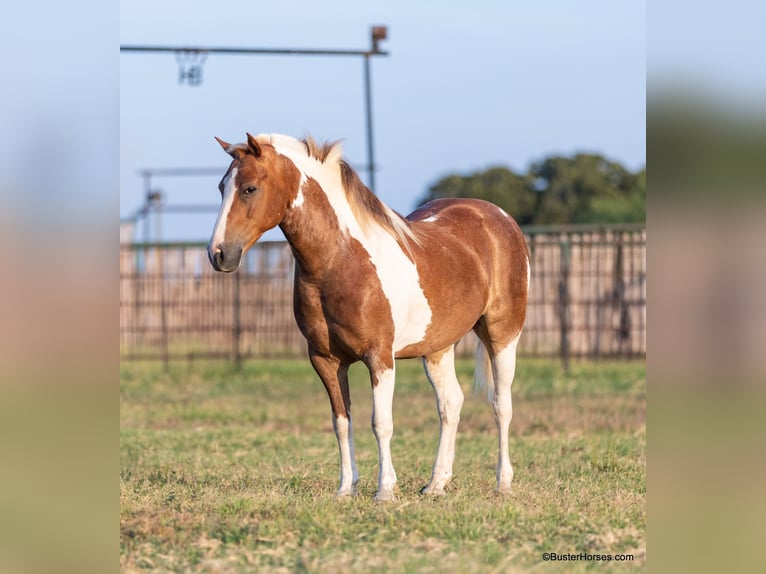 American Quarter Horse Wałach 10 lat 127 cm Tobiano wszelkich maści in Weatherford TX