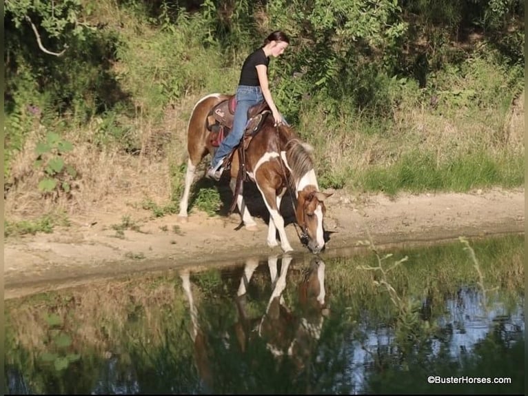 American Quarter Horse Wałach 10 lat 127 cm Tobiano wszelkich maści in Weatherford TX