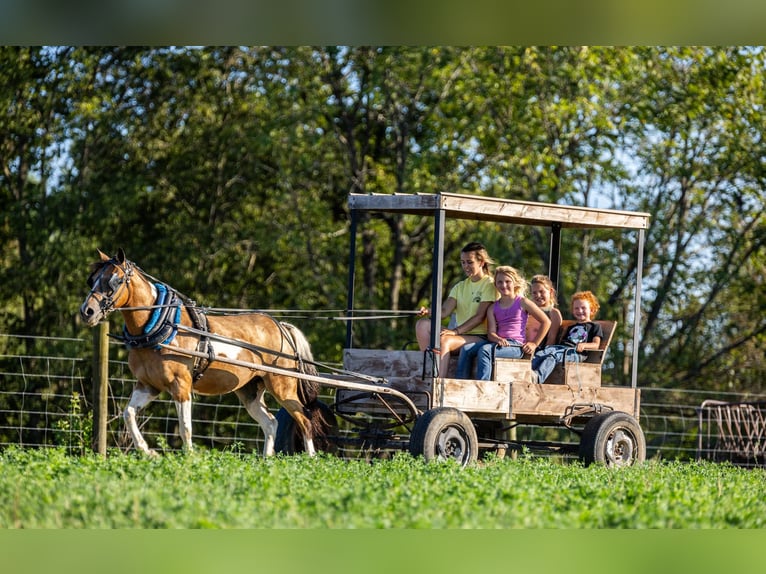 American Quarter Horse Wałach 10 lat 130 cm Jelenia in Ewing KY