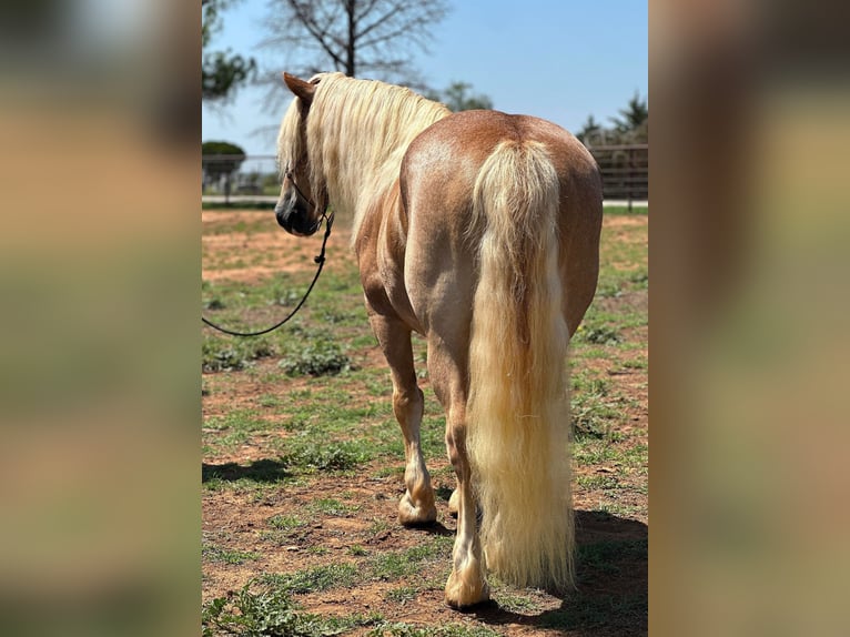 American Quarter Horse Wałach 10 lat 135 cm Cisawa in Byers TX