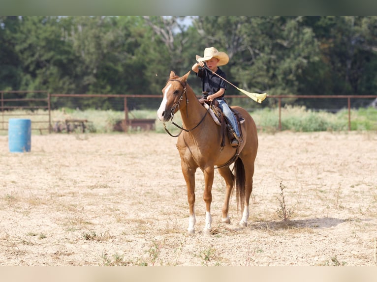 American Quarter Horse Wałach 10 lat 142 cm Bułana in Collinsville