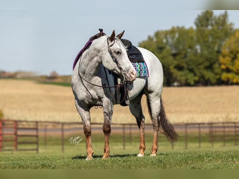 American Quarter Horse Wałach 10 lat 142 cm Ciemnokasztanowata in River Falls WI