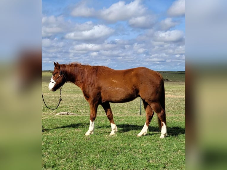 American Quarter Horse Wałach 10 lat 142 cm Cisawa in rising Star TX