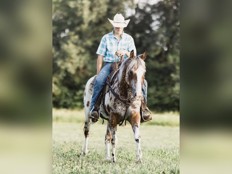 American Quarter Horse Wałach 10 lat 142 cm Gniada in North Judson IN