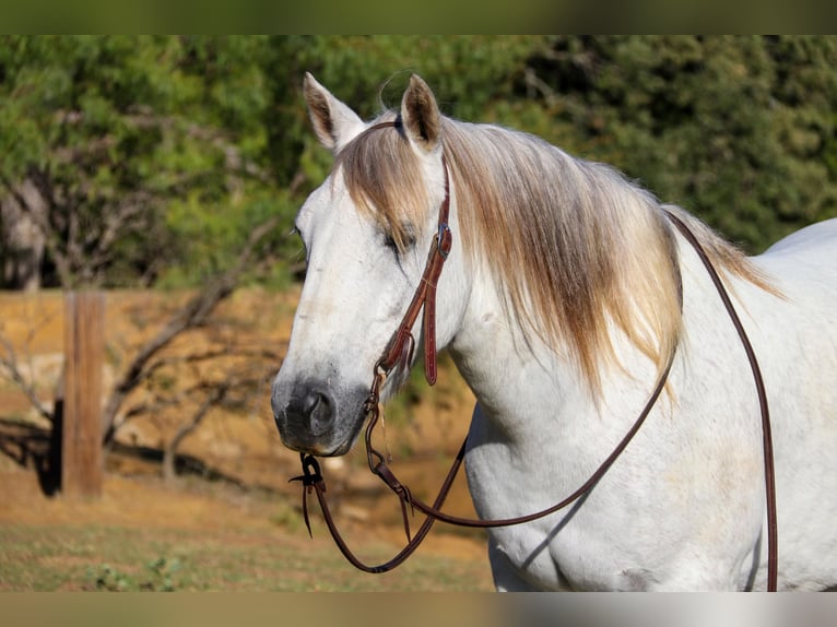 American Quarter Horse Wałach 10 lat 142 cm Siwa in cleburne TX