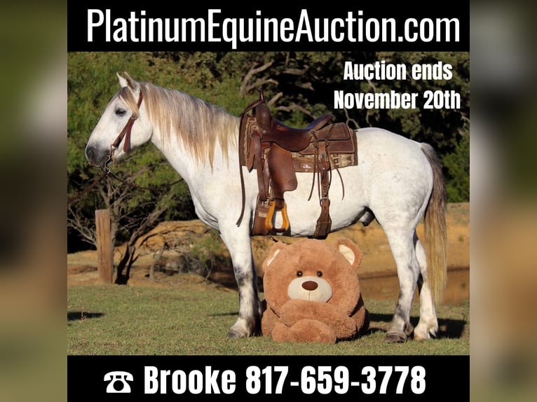 American Quarter Horse Wałach 10 lat 142 cm Siwa in cleburne TX
