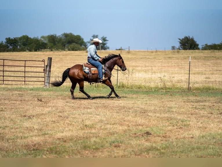 American Quarter Horse Wałach 10 lat 145 cm Gniada in Mt Vernon, TX