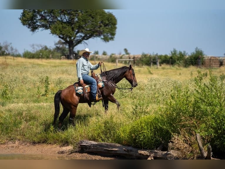 American Quarter Horse Wałach 10 lat 145 cm Gniada in Mt Vernon, TX