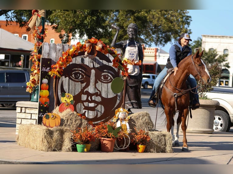 American Quarter Horse Wałach 10 lat 147 cm Ciemnokasztanowata in Granbury tx